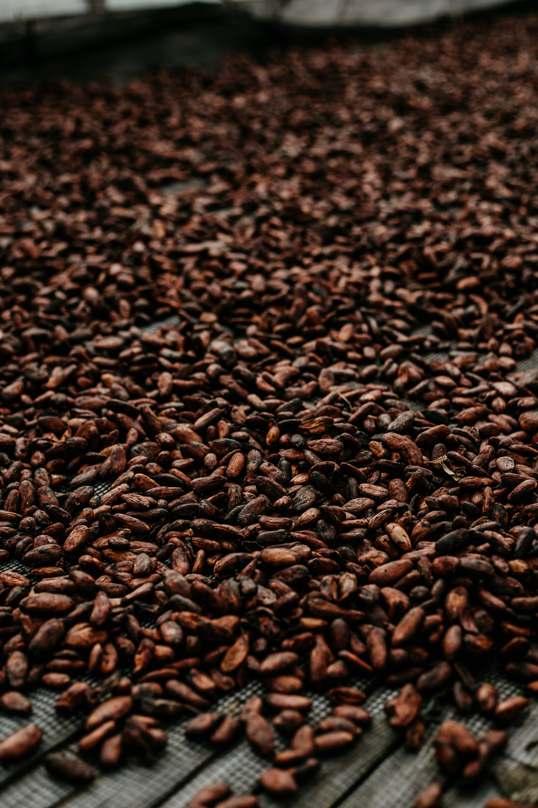 The Journey of Cacao